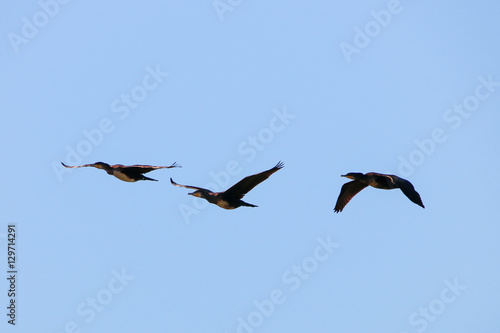 Great cormorant Flock flying in natural reserve and national par