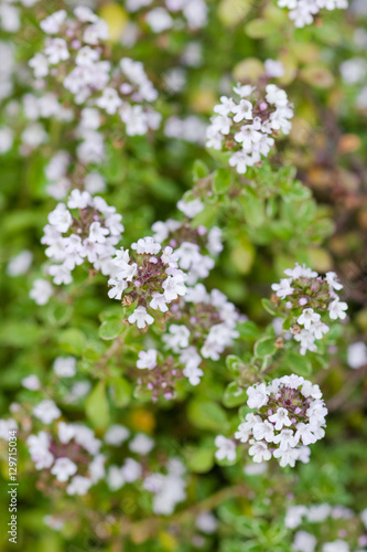 Thyme plant silver queen organic gardening herbal herb in bloom white flowers closeup © Altin Osmanaj