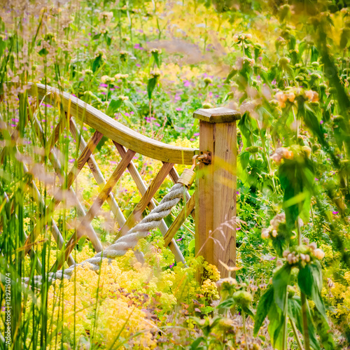 Widlflower garden fence rural outdoor countryside sunny blooming colourful plants in the summer UK England photo