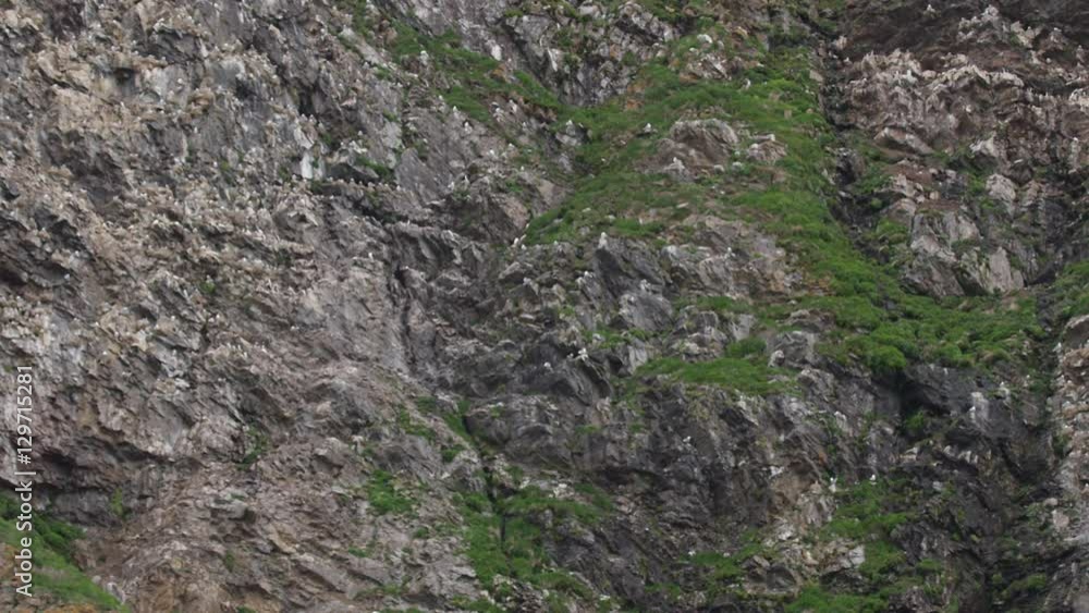Tilt of Arctic Bird Cliff with Nesting Seabirds - slow motion Tilt of Arctic Bird Cliff with Nesting Seabirds - slow motion