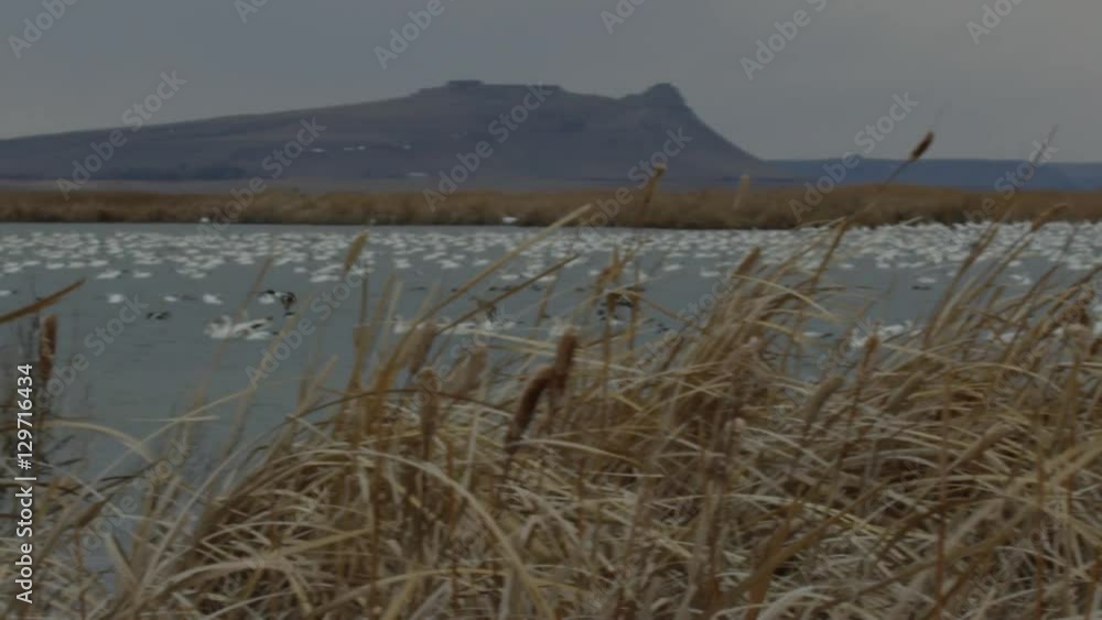 Slow motion - ducks land in marsh with resting snow geese Slow motion - ducks land in marsh with resting snow geese