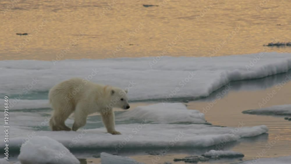 Slow motion - polar bear cub jumps and lands in slushy water climbs out Slow motion - polar bear cub jumps and lands in slushy water climbs out