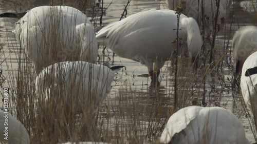 Close Up Feeding Snow Geese in Water photo