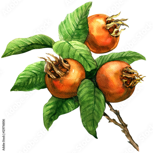 Ripe common medlar fruit, loquat, mespilus germanica, isolated, watercolor illustration
