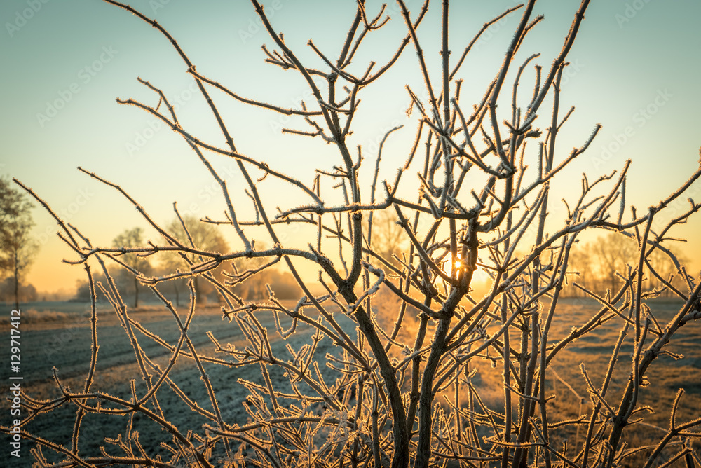 Mit Raureif überzogene Sträucher im Gegenlicht der aufgehenden Wintersonne Mit Raureif überzogene Sträucher im Gegenlicht der aufgehenden Wintersonne