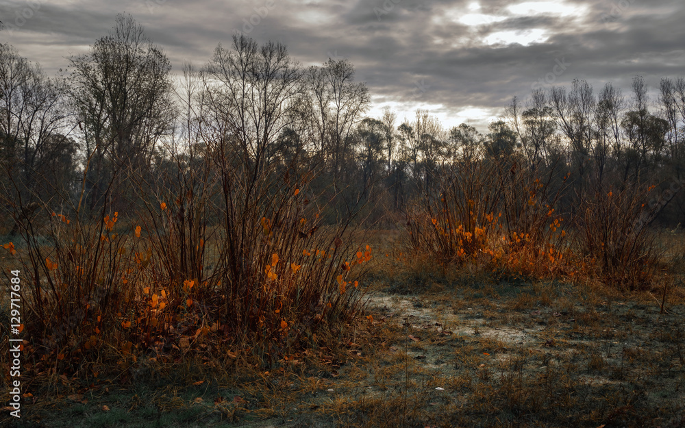 Orange leaves