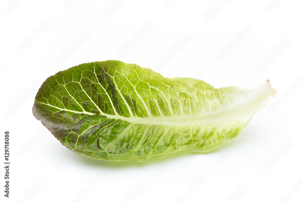 Fresh Lactuca sativa leaf isolated on white background.