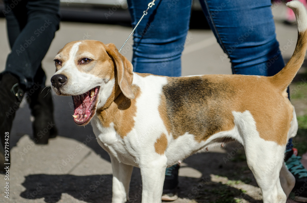 beagle dog for a walk