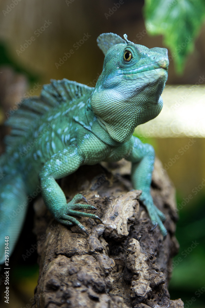 Obraz premium lizard