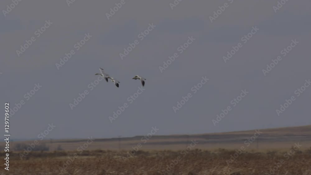 Slow motion - snow geese come in to land with flock on water Slow motion - snow geese come in to land with flock on water