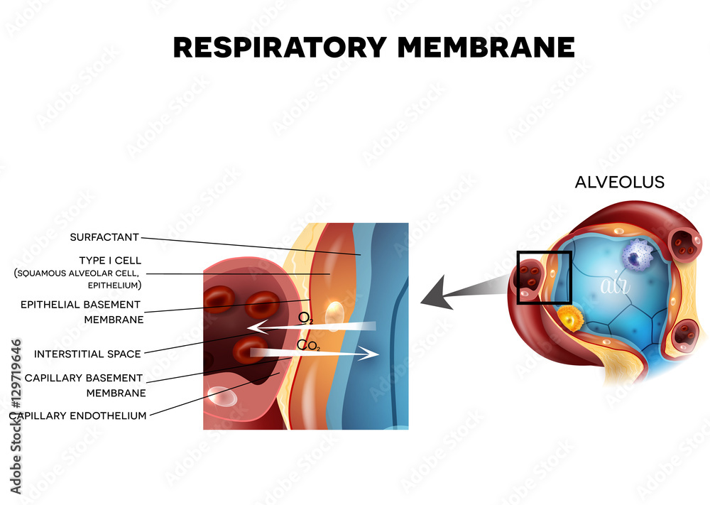 Respiratory membrane of alveolus, detailed anatomy, oxygen and carbon