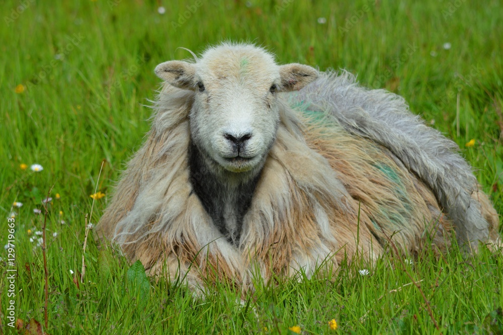 Obraz premium Sheep in the Field