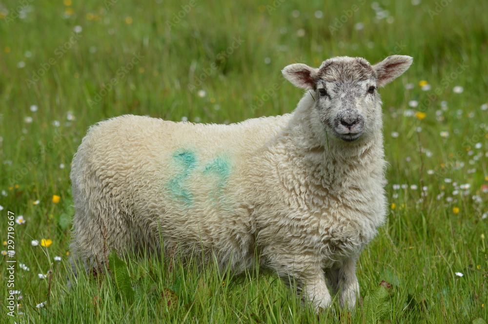 Fototapeta premium Sheep in the Field