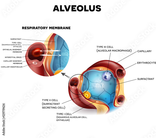 Alveolus anatomy and Respiratory membrane of alveolus, oxygen and carbon dioxide exchange between alveoli and capillaries, external respiration mechanism.