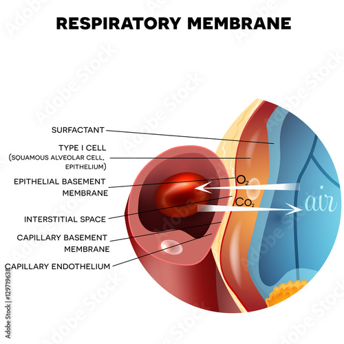 Respiratory membrane of alveolus closeup, detailed anatomy, oxygen and carbon dioxide exchange between alveoli and capillaries, external respiration mechanism.