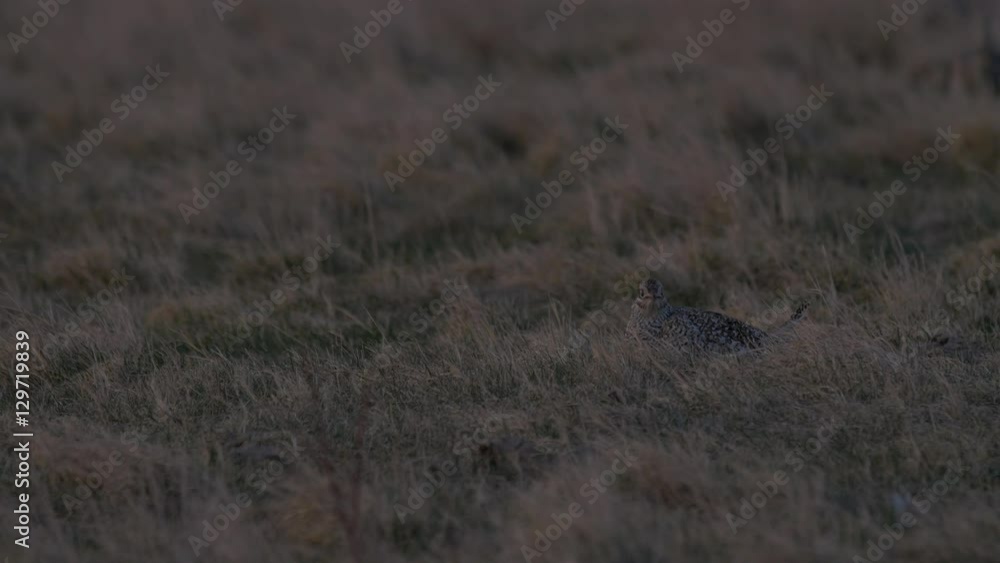 Lone Sharp-tailed waits while other dance in background Lone Sharp-tailed waits while other dance in background