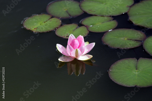 Pink water lily flower blossom in the lake summertime