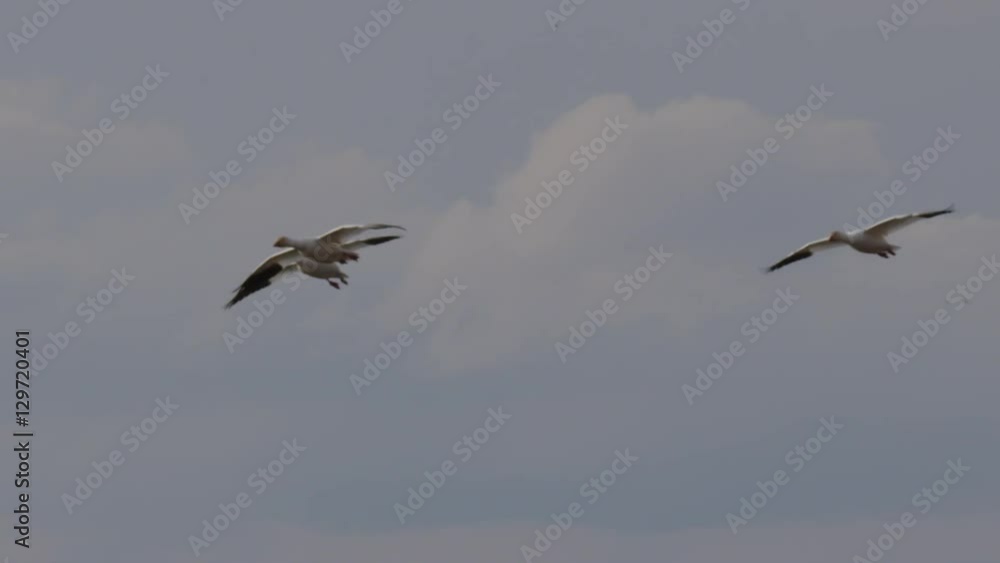 Tracking snow geese flapping to land in marsh with flock Tracking snow geese flapping to land in marsh with flock