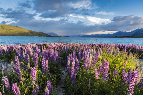 Flowering of lupins in Lake Tekapo, New Zealand photo