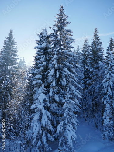 View on evergreen trees covered with snow