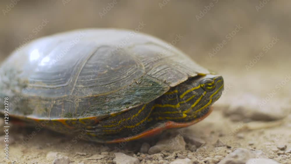Extreme Close on Painted Turtle on Gravel Road - Side Extreme Close on Painted Turtle on Gravel Road - Side