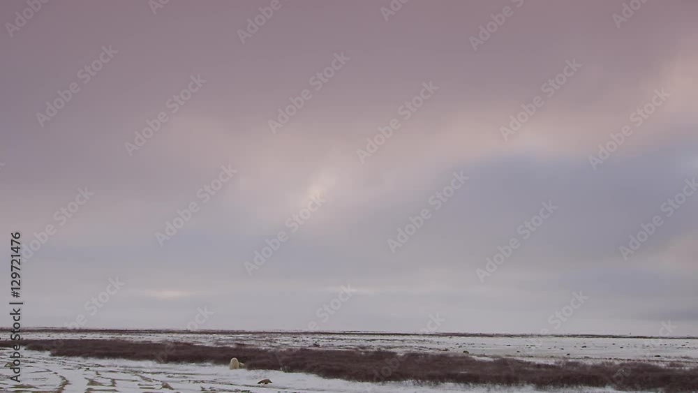 Slow motion - wide landscape with fighting polar bears barren snow Slow motion - wide landscape with fighting polar bears barren snow