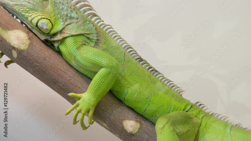 Green iguana on a branch at terrarium. A large iguana sitting
