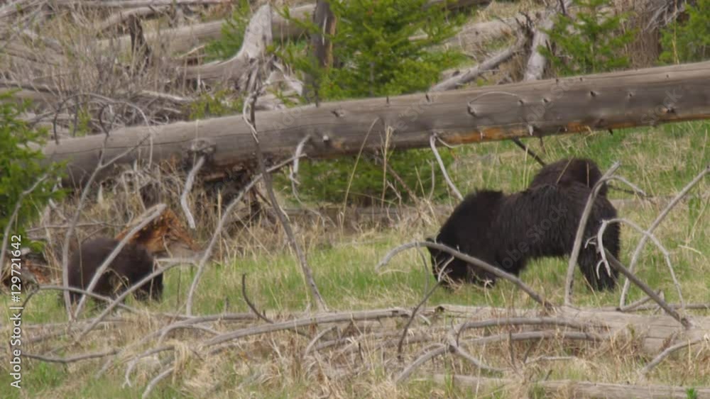 Baby black bear cubs dig for grass with mother Baby black bear cubs dig for grass with mother