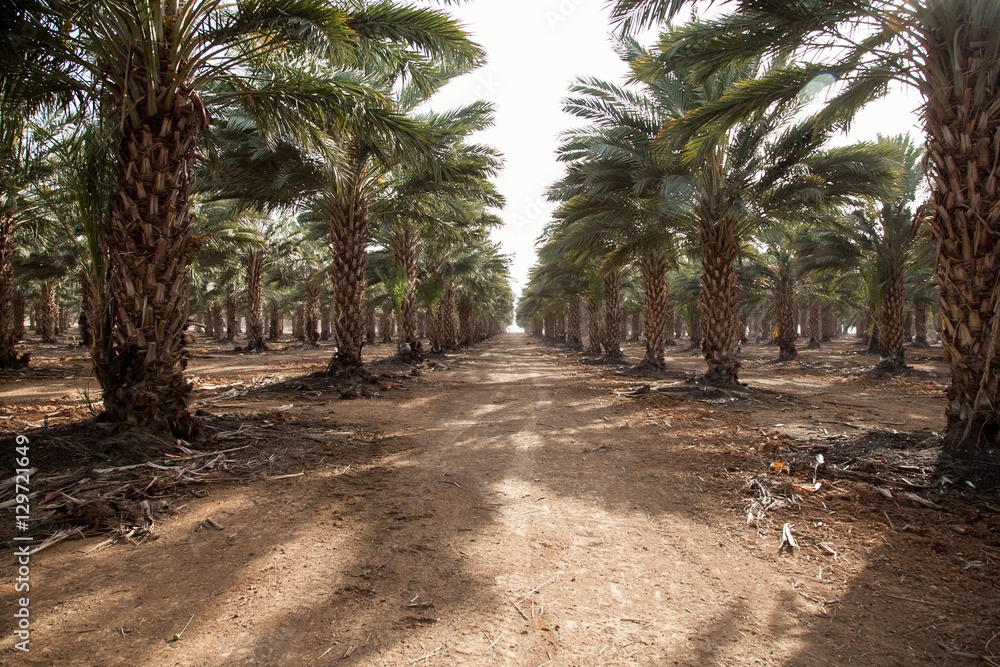 Obraz premium Date Grove - Thousands of date trees in the wonderful area of the Jordan valley