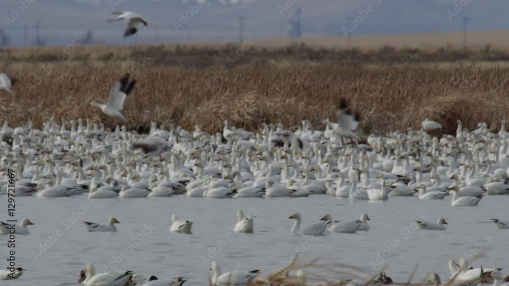 Slow motion - thousands of snow geese fly away from flock in marsh Slow motion - thousands of snow geese fly away from flock in marsh