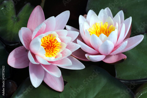 Fototapeta Naklejka Na Ścianę i Meble -  Pink water lily flower blossom in crystal clear lake at summertime