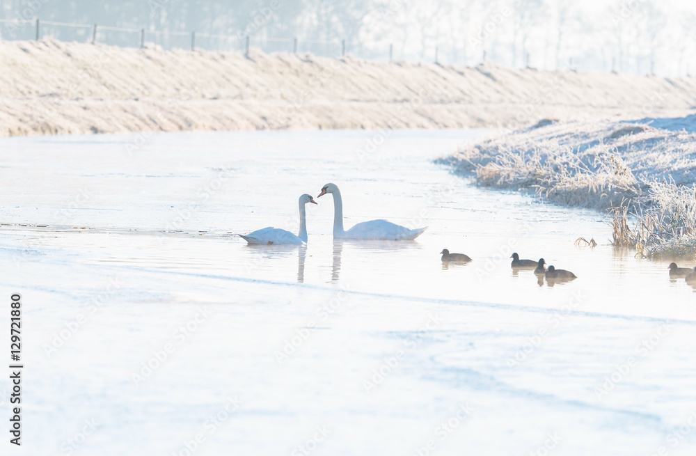 Two mute swans and coots in ice hole on frozen river. Two mute swans and coots in ice hole on frozen river.