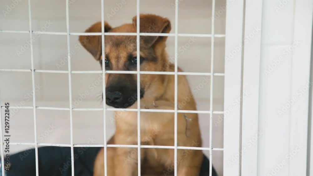 Little cute puppy in a cage Veterinary Hospital. Puppy in a cage. Small