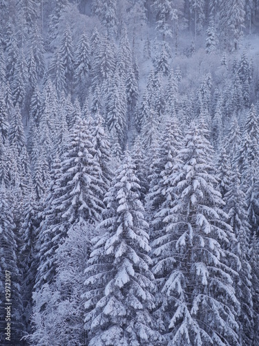 winter landscape fir