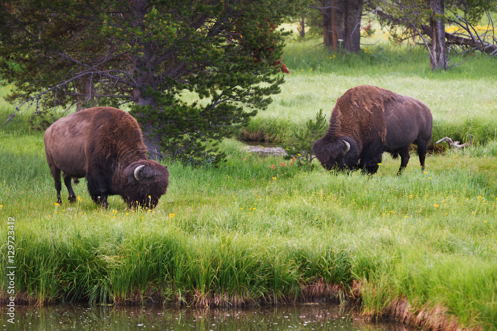 Bison in Yellowstone National Park grazing Bison in Yellowstone National Park grazing