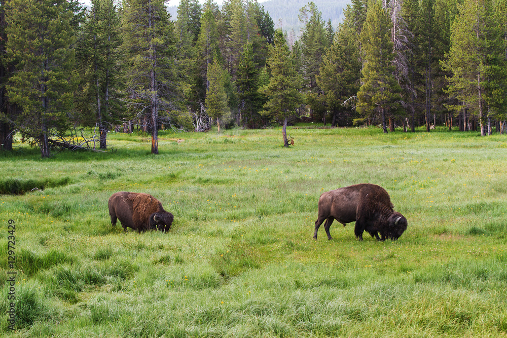 Bison Grazing in Yellowstone National Park Bison Grazing in Yellowstone National Park