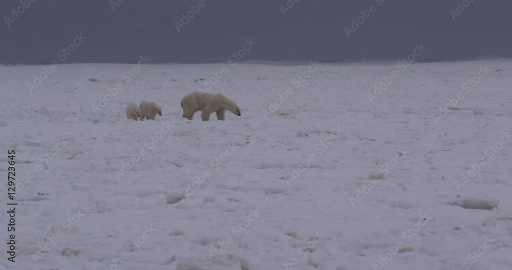 Mother polar bear leads cubs through maze of broken sea ice Mother polar bear leads cubs through maze of broken sea ice
