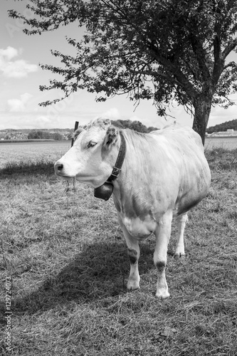 Cow grazing in field photo