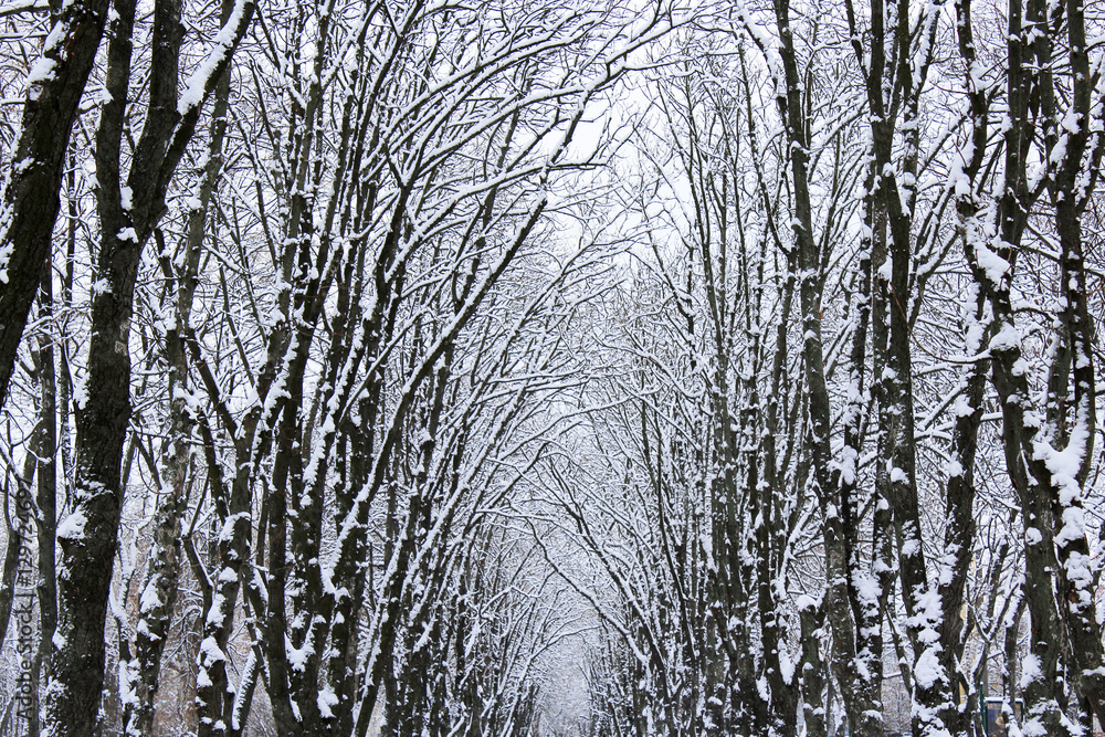 Fototapeta premium winter park with many big trees