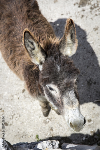 donkey behind his fence