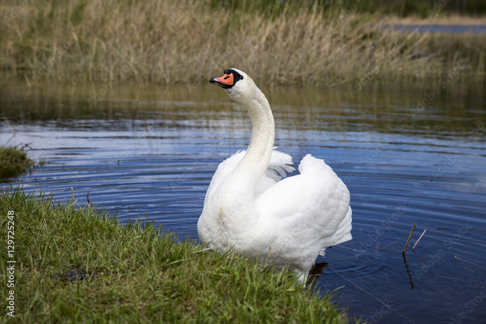 Fototapeta premium Swan on a lake next to the green shore