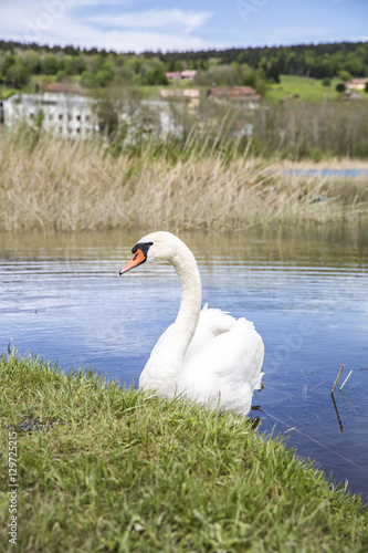 Swan on a lake next to the green shore