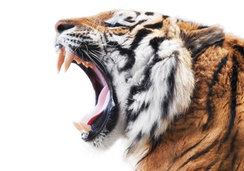 Fotobehang Tijger Woeste tijger toont tanden  © Štěpán Kápl