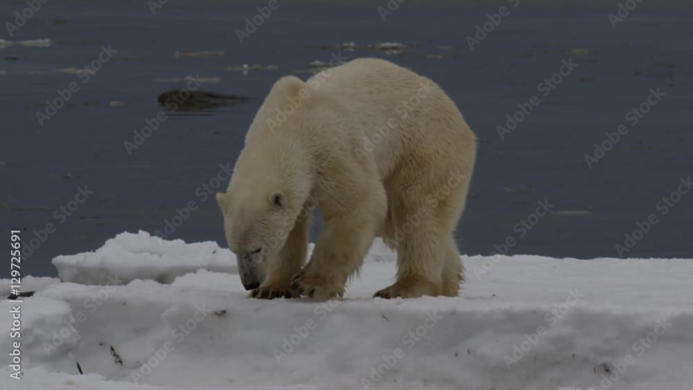 Slow motion - polar bear shakes and then rolls on broken sea ice Slow motion - polar bear shakes and then rolls on broken sea ice