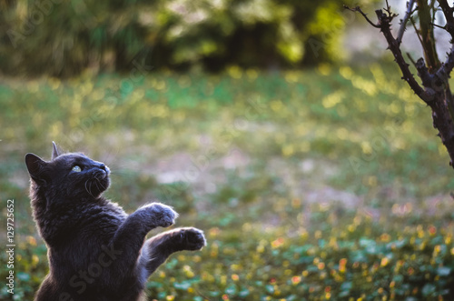 Jumping cat