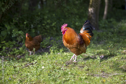 Rooster cock and hen on green field at organic farm