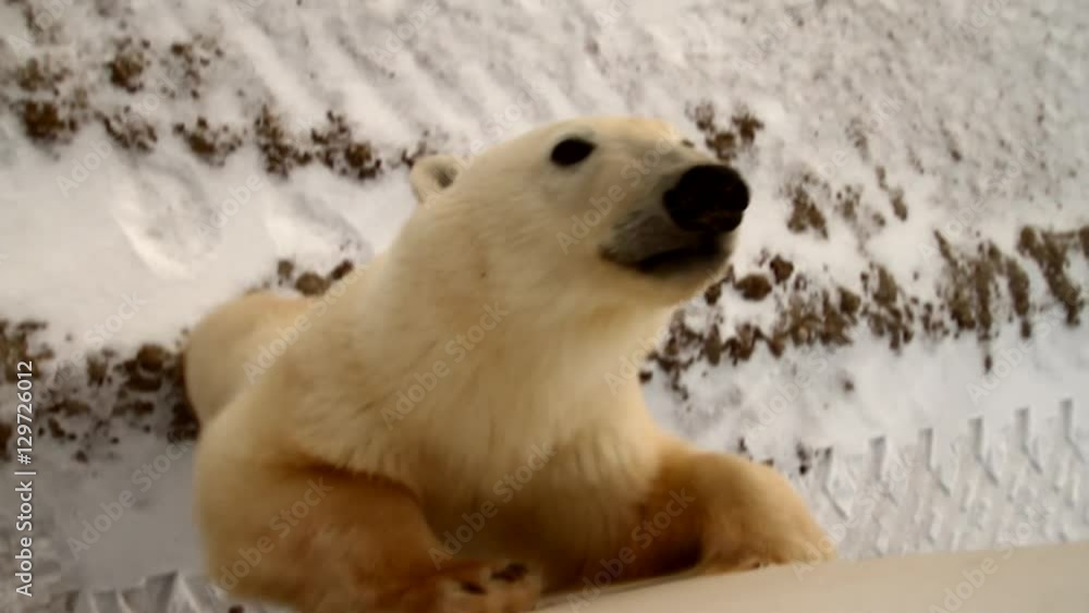 Very close polar bear stands up and looks into camera
