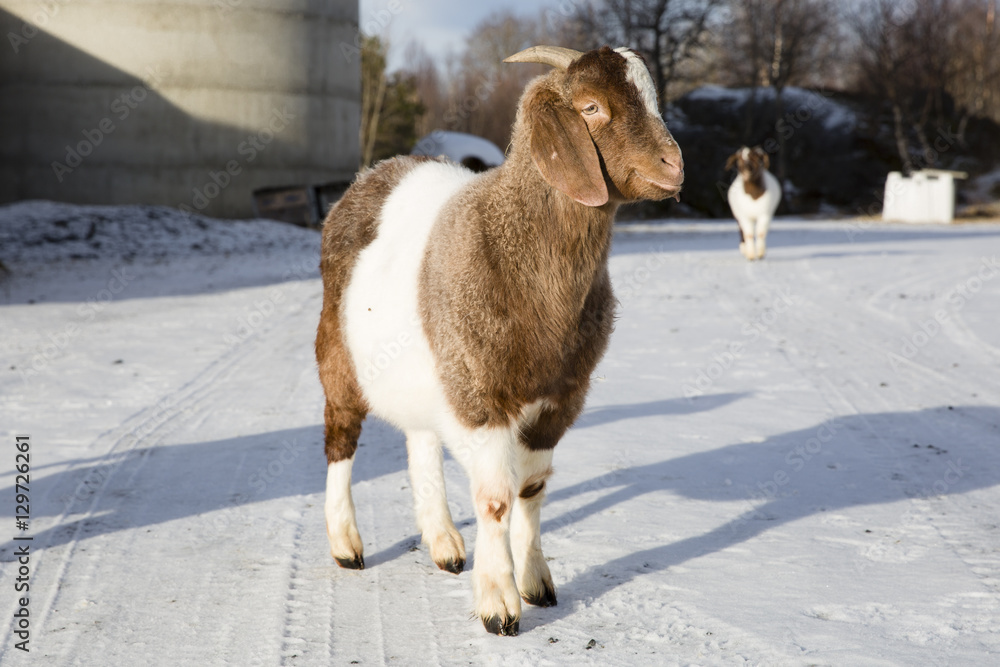 Obraz premium African goat in a farm in Nordland, Norway