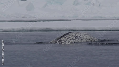 Slow motion - closeup on narwhal bubbling and diving photo
