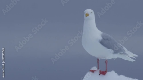 Close on glaucous gull perched on peak of ice